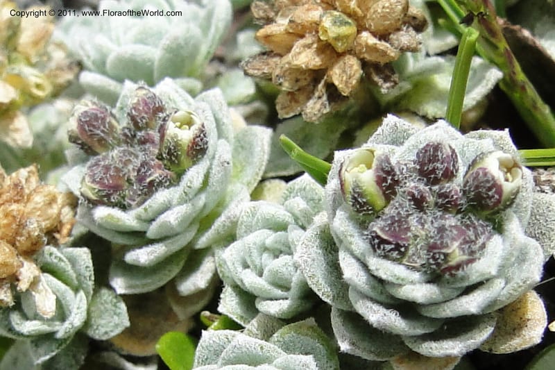 Draba, Ulloa 2022--Ecuador. Napo. Volcan Antesana. 2 Jun 2011. 063 (7).jpg