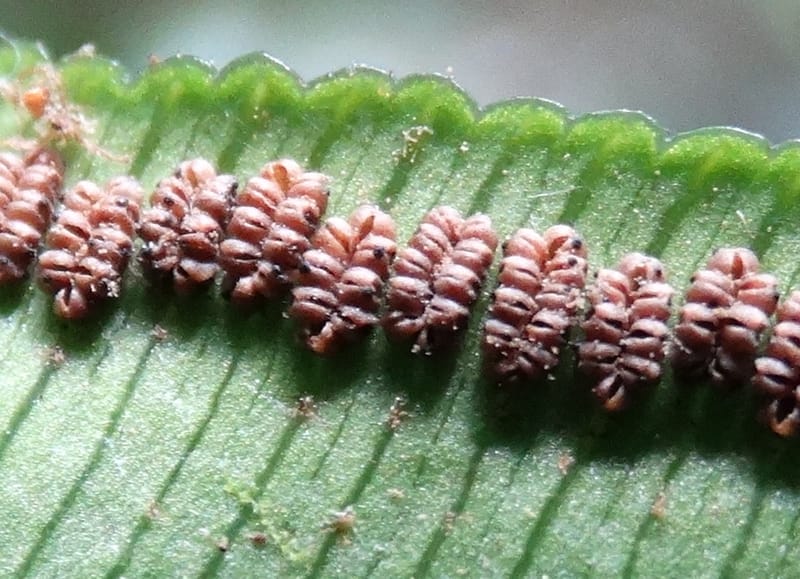 Angiopteris, Munzinger, J 7403--New Caledonia. Haute Robinson. 11 Nov. 2015. DSC00909 (329).JPG