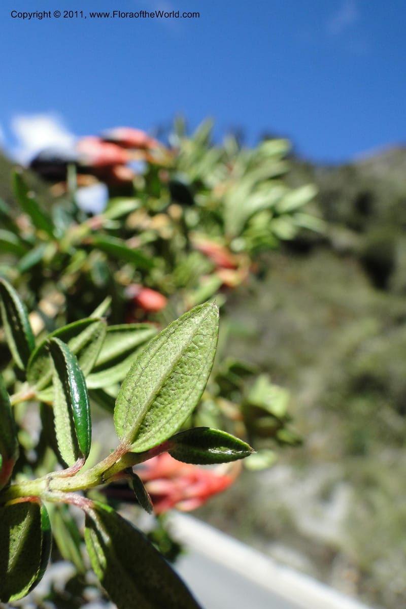 Brachyotum alpinum, Ulloa 2084--Ecuador. P. N. Sangay. 6 June 2011. 309 (10).jpg