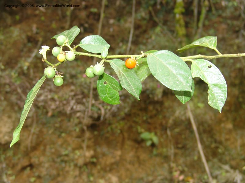 Lycianthes, Croat93421--Ecuador. Prov. Cotopaxi. Guayacan-Pucayacu rd. 14 Aug 04. 158.jpg