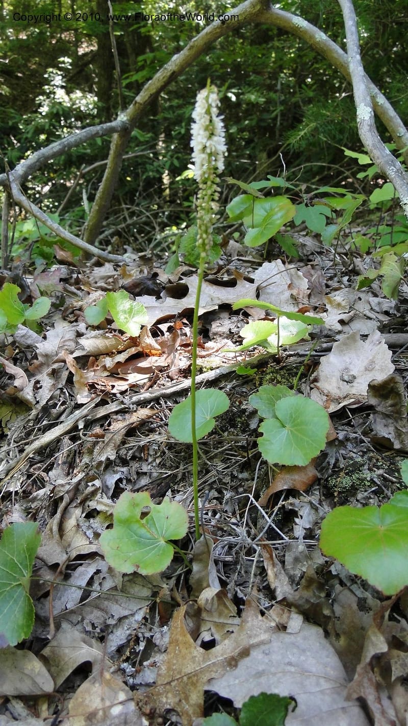 Galax aphylla, Mori 27456--North Carolina. Stokes Co. 26 May 2010. 088 (41).jpg