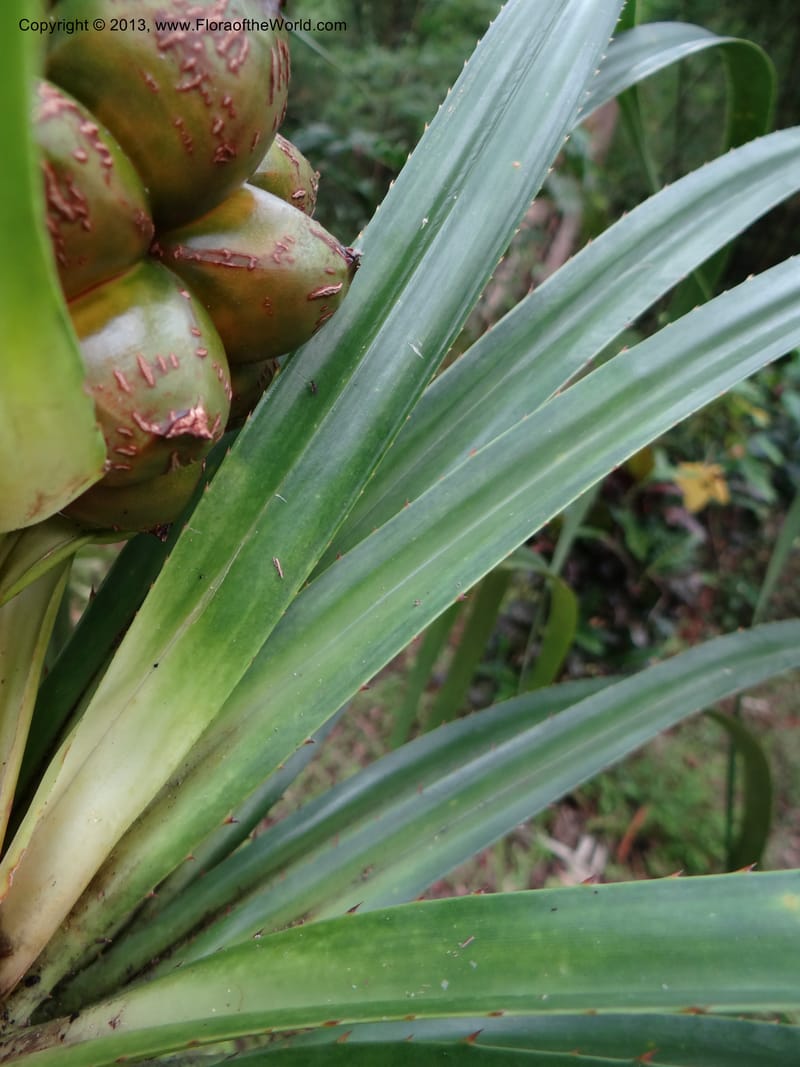 Pandanus calcis, Callmander 1048--Thailand. Prachuap Khiri Khan Prov. Ma Rong Cave. 13 Nov 2012. DSC08906 (86).JPG