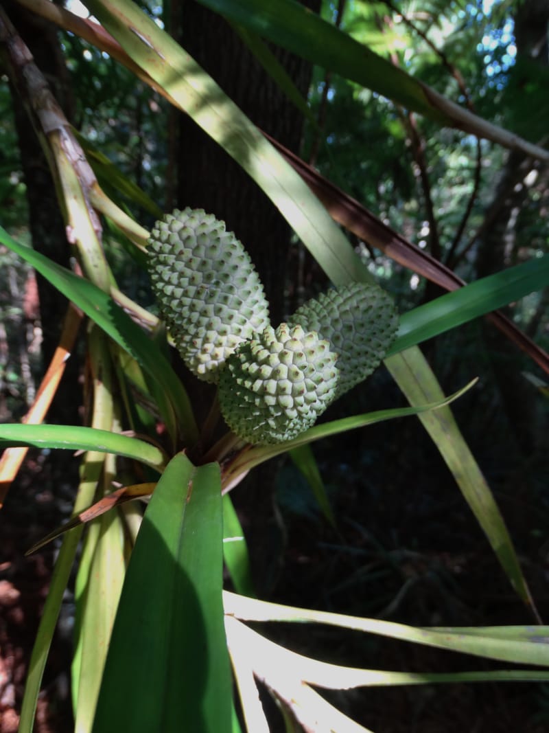 Freycinetia, Callmander, M 1234--New Caledonia. Haute Robinson. 11 Nov. 2015. DSC00909 (446).JPG