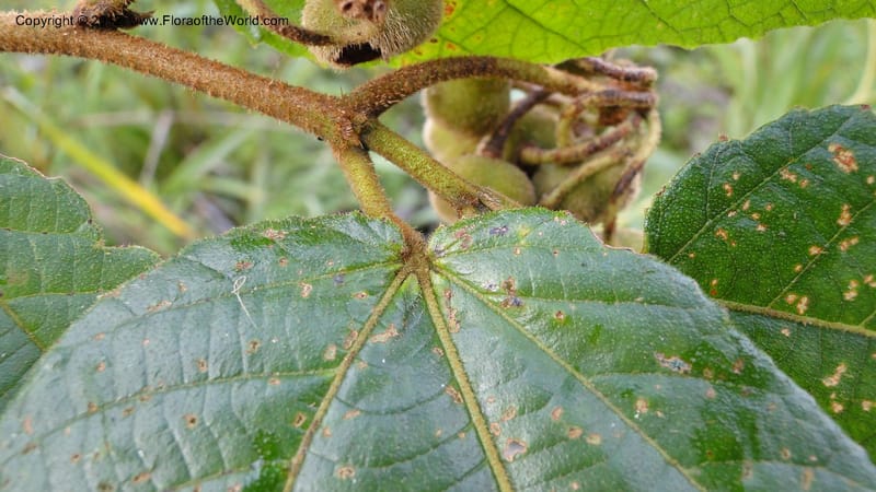 Grewia, D. Ravelonarivo 3399--Madagascar. Ambolotara. Ambodini, Vatovavy. 3 May 2010 218 (10).jpg