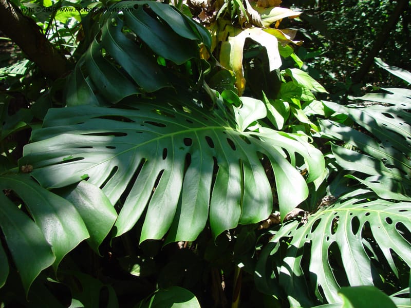 Monstera deliciosa--Costa Rica. INBio Parque, San Jose. 29 Mch 03. 015.jpg