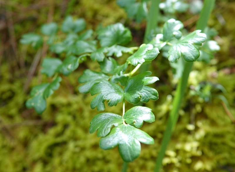 Thalictrum alpinum var. elatum, D. Boufford 44007--China. Sichuan. Xiangcheng Xian. 13 Aug 2017. DSC05341 (64).JPG
