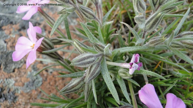 Phlox aculeata, C. Davidson 11738--Idaho. Ada Co. Black's Cr. Rd. 17 April 2010 087 (24).jpg