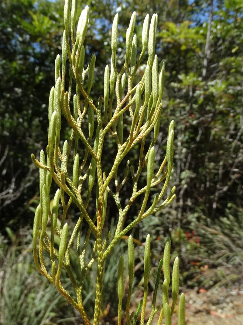 Lycopodiella, Munzinger, J 7414--New Caledonia. Mont Dzumac. 12 Nov 2015. DSC01563 (65).JPG