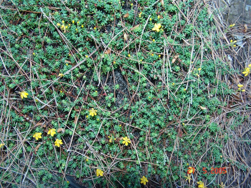 Hypericum empetrifolium ssp oliganthum--Crete. Samaria Gorge. 27 May 05.  012.jpg