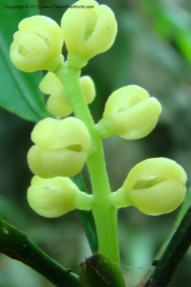 Chionanthus, Regalado 1707--Viet Nam. Thua Thien Hue Prov. Nam Dong Distr. Thuang.12 Apr 09. 160 (4).jpg