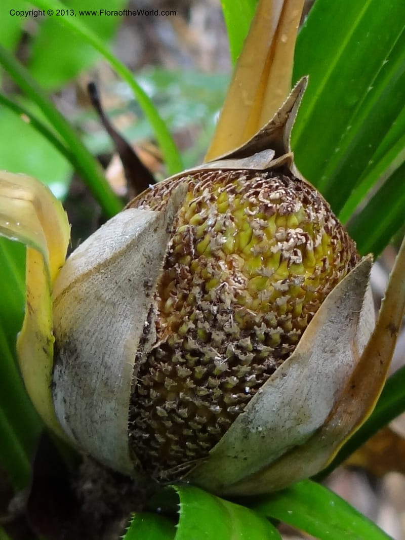 Pandanus dorystigma, Callmander 1000--Sarawak.. Bot. Res. Center, Semengoh. 26 Mar 2012. DSC05403 (13).JPG