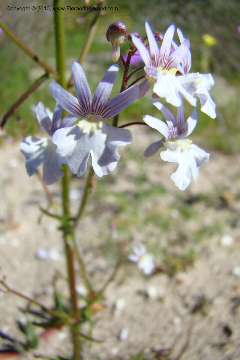 Nemesia bicornis, C. Davidson 11505--South Africa. Western Cape. R27, 5 km N of Velddrif. 24 Aug 09. 046 (8).jpg