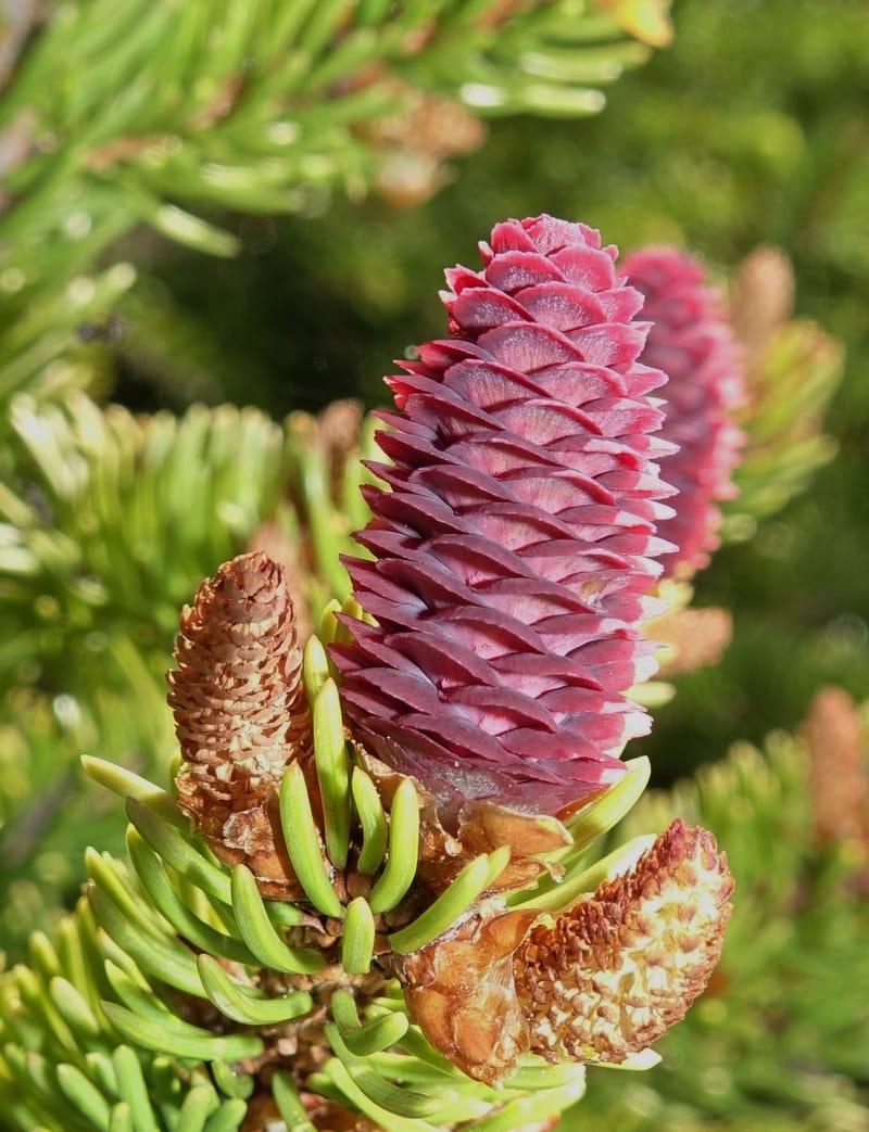 Picea abies, Davidson, C 13309--Switzerland. Les Violettes. 4 Jul 2016. DSC09126 (78).JPG