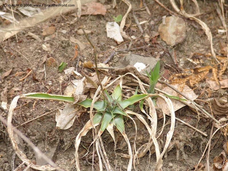 Fosterella penduliflora, AAraujoM2916--Bolivia. F. Tamayo. W of Apolo. Rio Machariapu. 17 Sep 06. 349.jpg