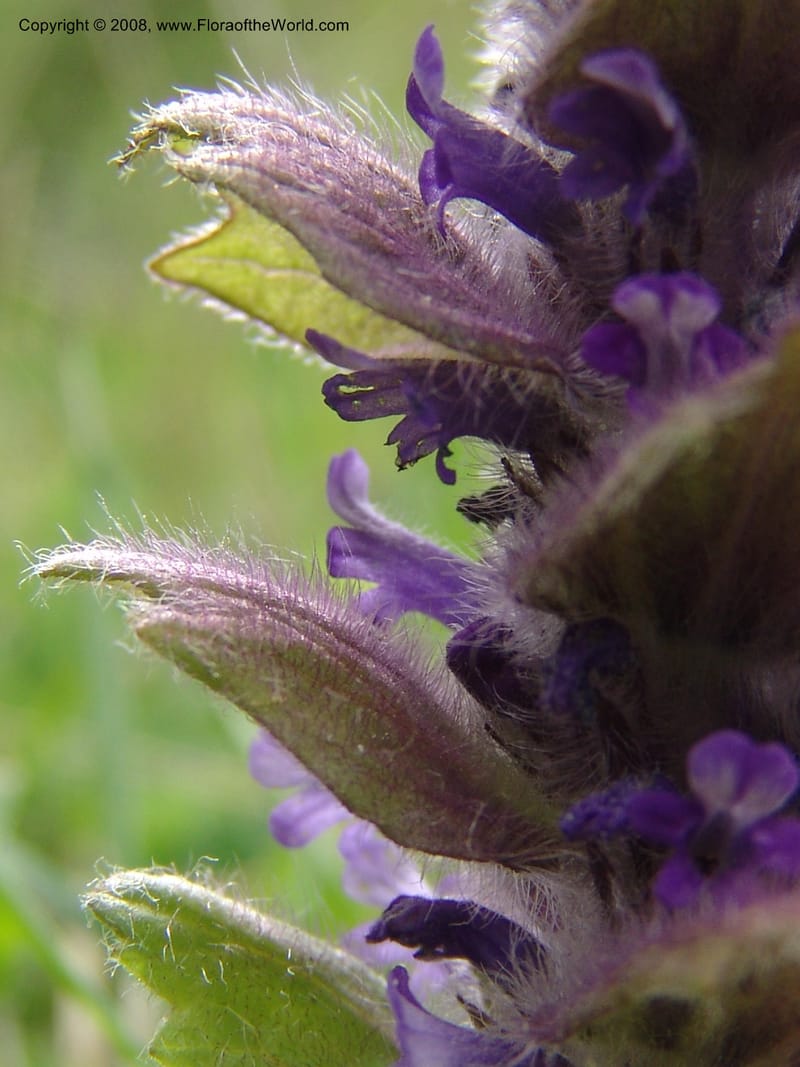 Ajuga orientalis--Georgia. Kazbeki . Trail-road to Sameba Church. 2 Jun 05. 562.jpg