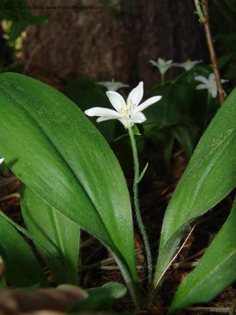 Clintonia uniflora--ID. Valley Co. Sylvan Beach, McCall. 24 Jun 05. 021.jpg