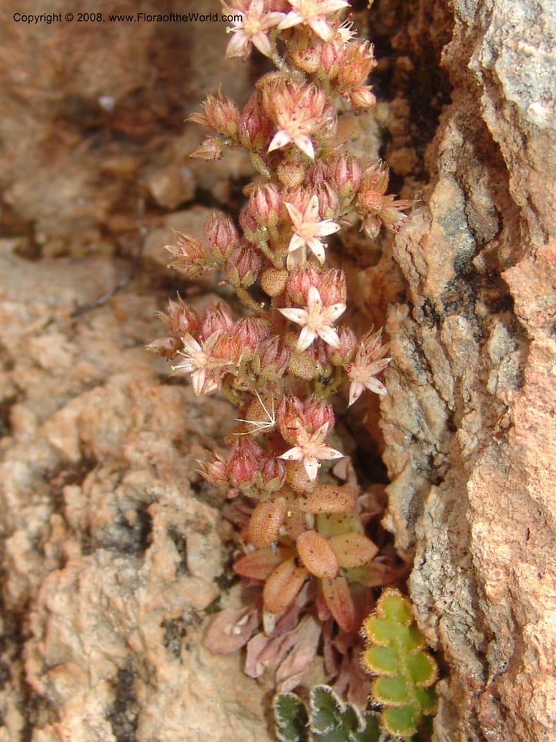 Sedum creticum v. monocarpicum--Crete. Imbros Gorge. 29 May 05. 023.jpg