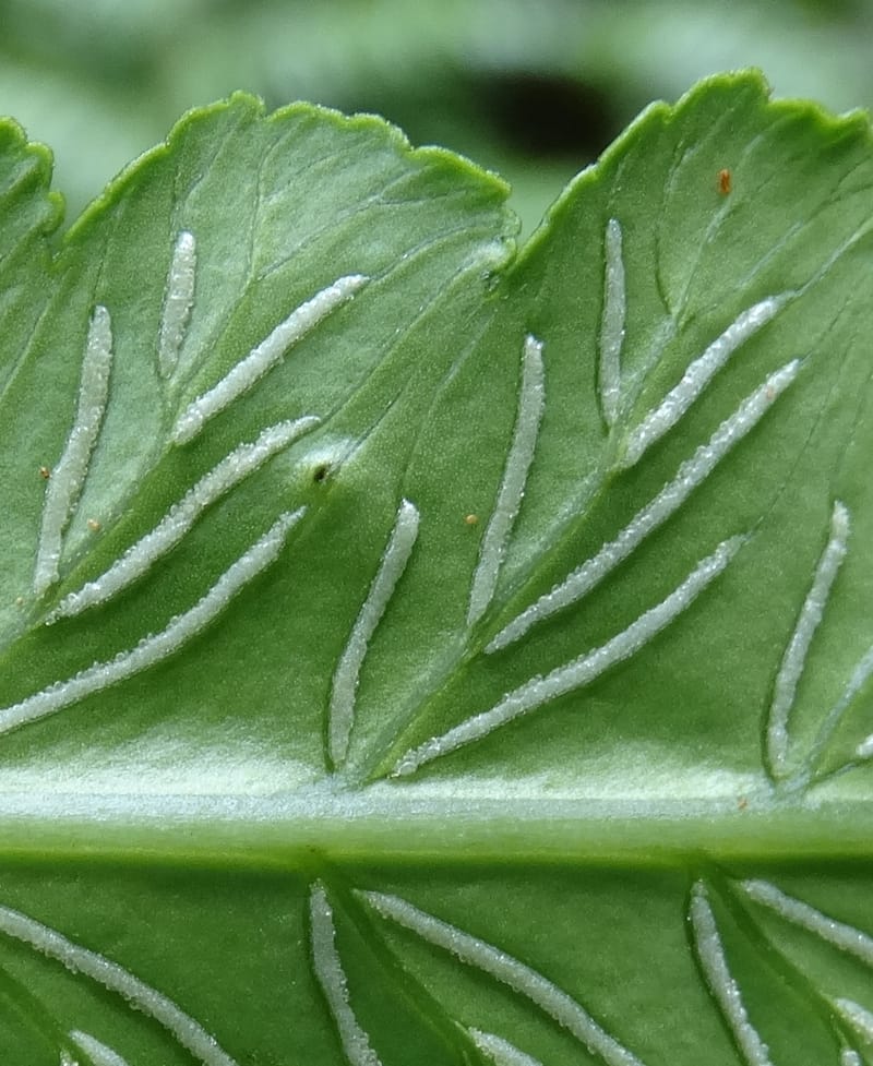 Diplaziopsis javanica, Munzinger, J 7402--New Caledonia. Haute Robinson. 11 Nov. 2015. DSC00909 (294).JPG