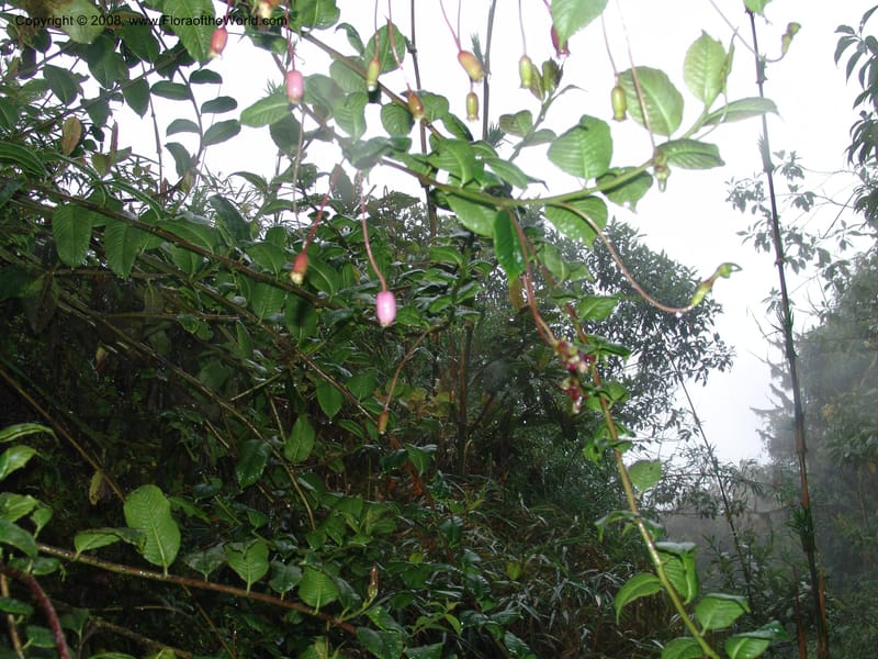 Burmeistera sodiroi, Croat-not coll.--Ecuador. Prov. Pichincha. Reserva Bellavista. 9 Feb 05. 107.jpg