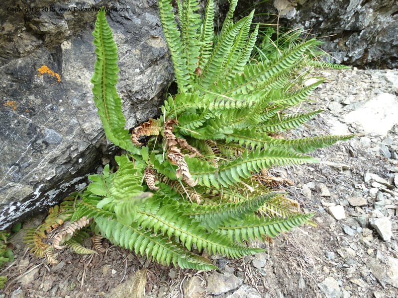 Polystichum scopulinum, Davidson, C 12631--ID. Idaho Co. Seven Devils Campground. 11 Aug 2014. DSC00412 (43).JPG
