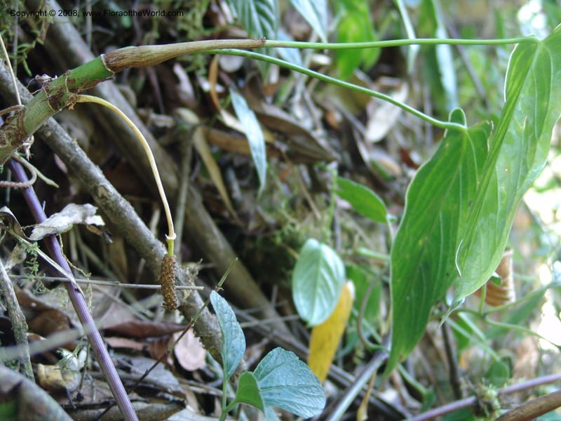Anthurium, Croat93231--Ecuador. Prov. Pichincha. Old hwy Quito to Sto. Domingo. 12 Aug 04. 031.jpg