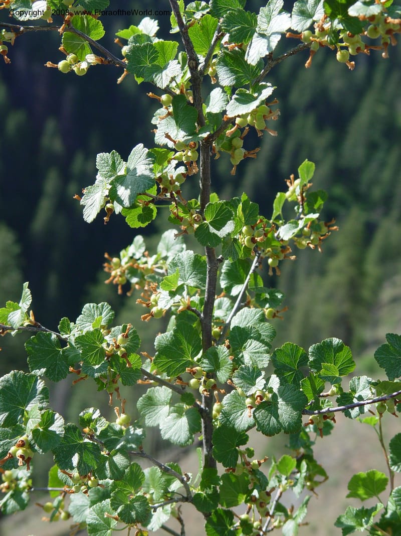 Ribes viscosissimum--ID. Idaho Co. Salmon R. Polly Bemis Ranch. 9 May 04. 119.jpg