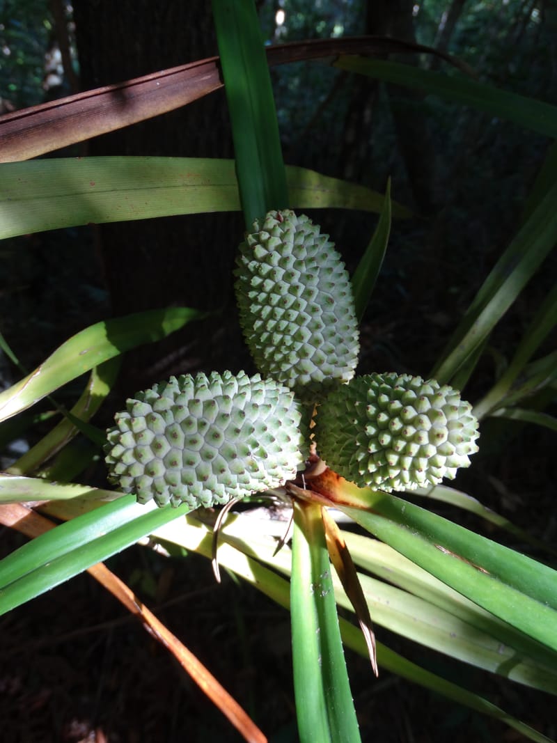 Freycinetia, Callmander, M 1234--New Caledonia. Haute Robinson. 11 Nov. 2015. DSC00909 (450).JPG
