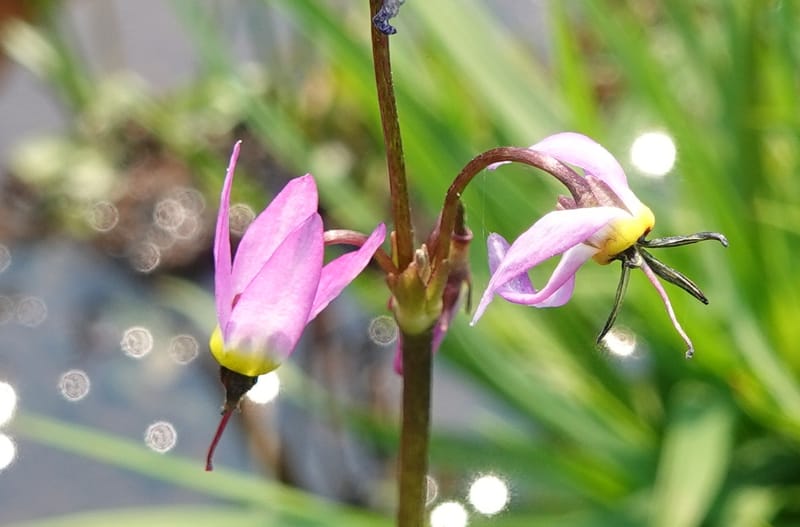 Dodecatheon alpinum, Davidson 14247--OR. Harney Co. Steens Mtn. July 2021. DSC09986 (1165).JPG