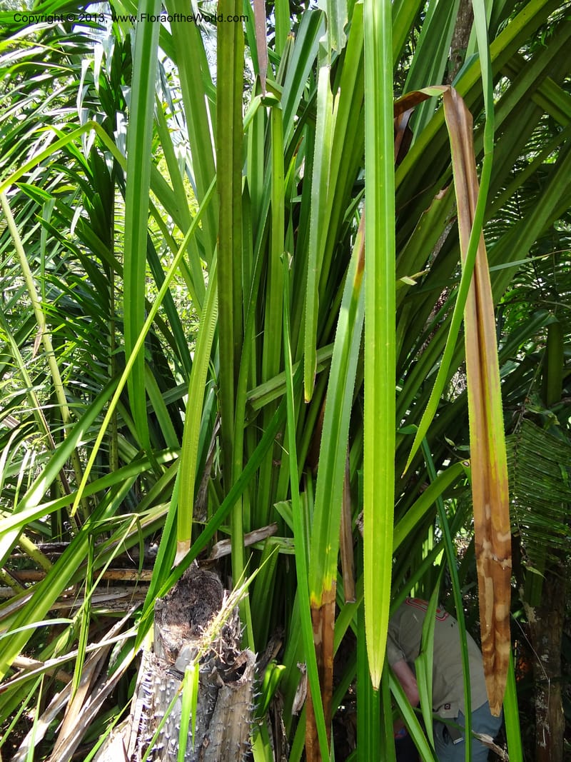 Pandanus kamiae, Callmander, M 1021--Sabah. Klias Forest Reserve. 3 Apr 2012. DSC06489 (98).JPG