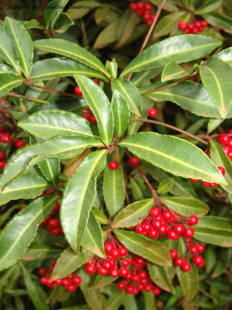 Ardisia, ROR1572--Madag.  Parc Nat. Montagne d'Ambre. 10 Nov 06. 013.jpg