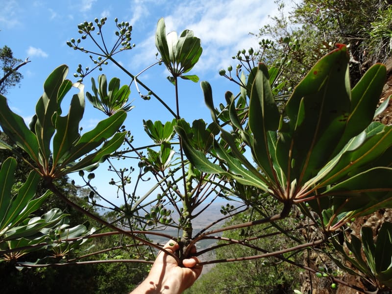 Plerandra polydactylis, Lowry, P 7420--New Caledonia. PinPin. 20 Nov 2015. DSC03938 (114).JPG