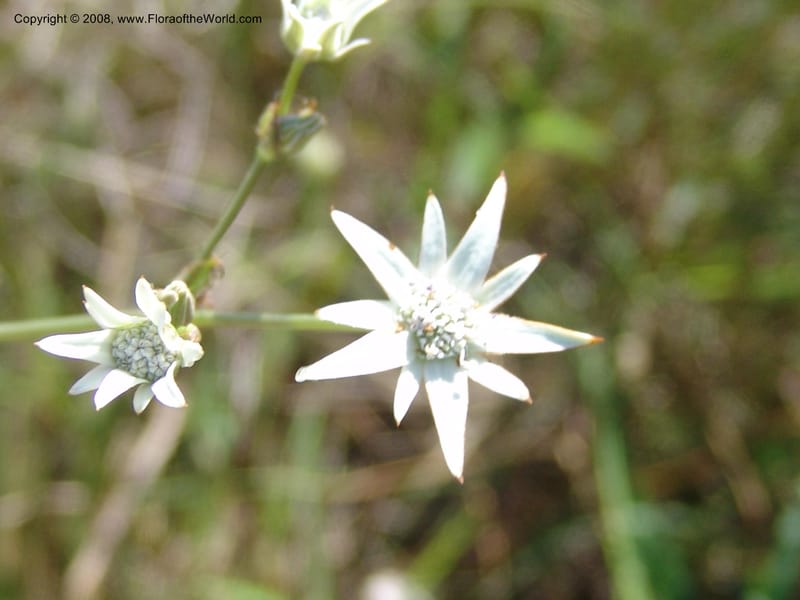 Alepidia longifolia--So.Africa. E. Cape. Umtamvuna Nat. Res. 11 Mch 05. 299.jpg