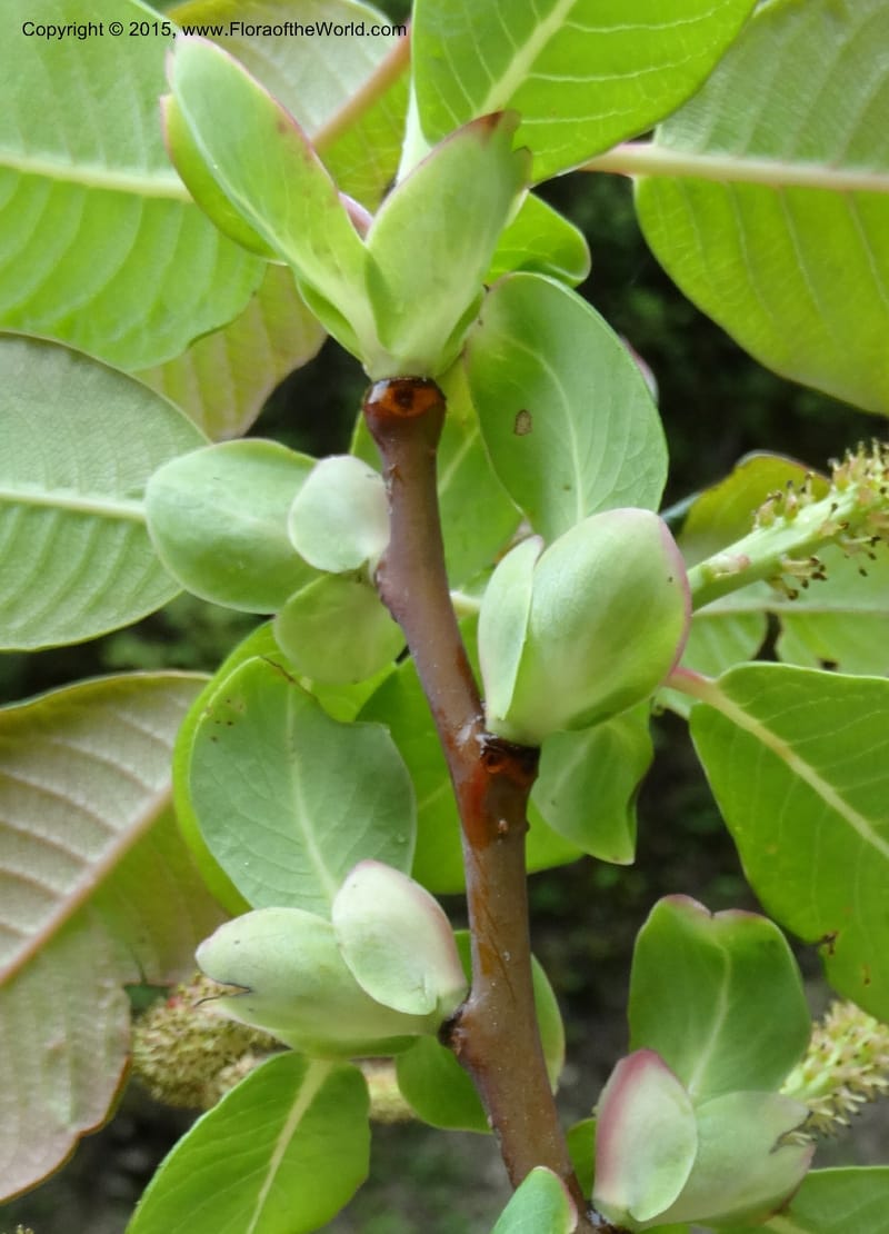 Salix, Boufford, D 43739--China. Sichuan. XinZhaZi Gou. 14 May 2014. DSC06426 (31).JPG