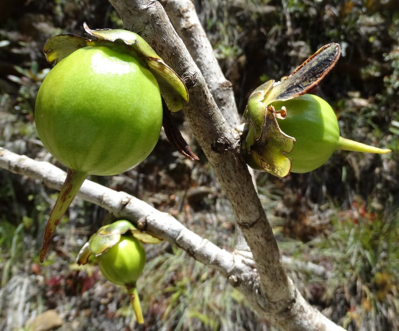 Strasburgeria robusta, Lowry, P 7371--New Caledonia. Mont Dzumac. 12 Nov 2015. DSC01563 (217).JPG