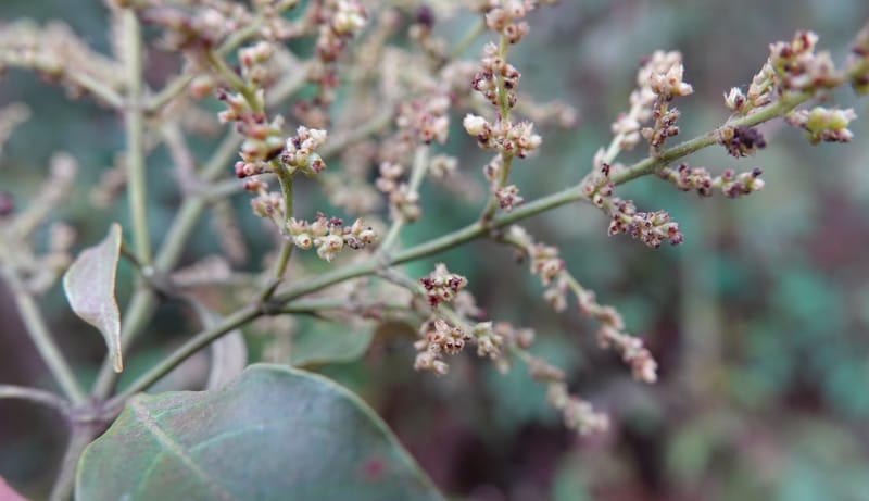 Wendlandia ligustrina, D. Boufford 44129--China. Yunnan. Meizi Lake Park. 3 May 2018. DSC01424 (231).JPG