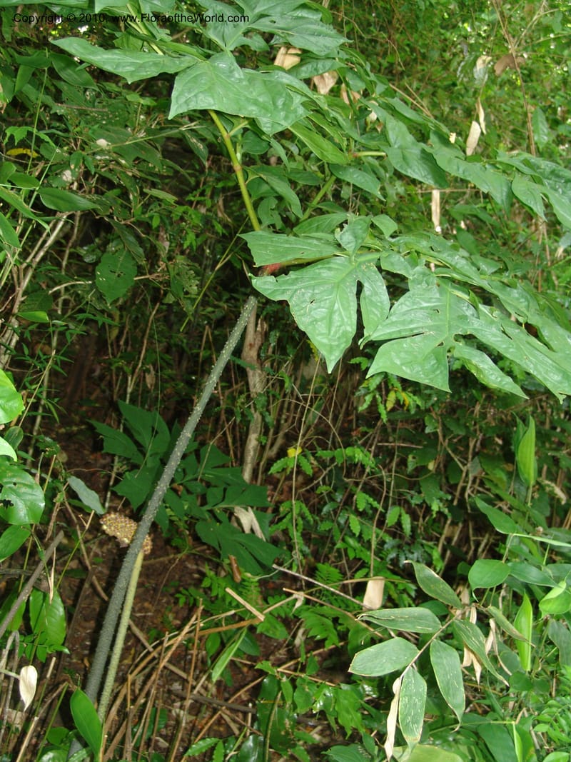 Anchomanes, W. Kindeketa 2801--Tanz. Ulanga Distr. Mbangayao Sch. 11 Feb 06. 256c.jpg