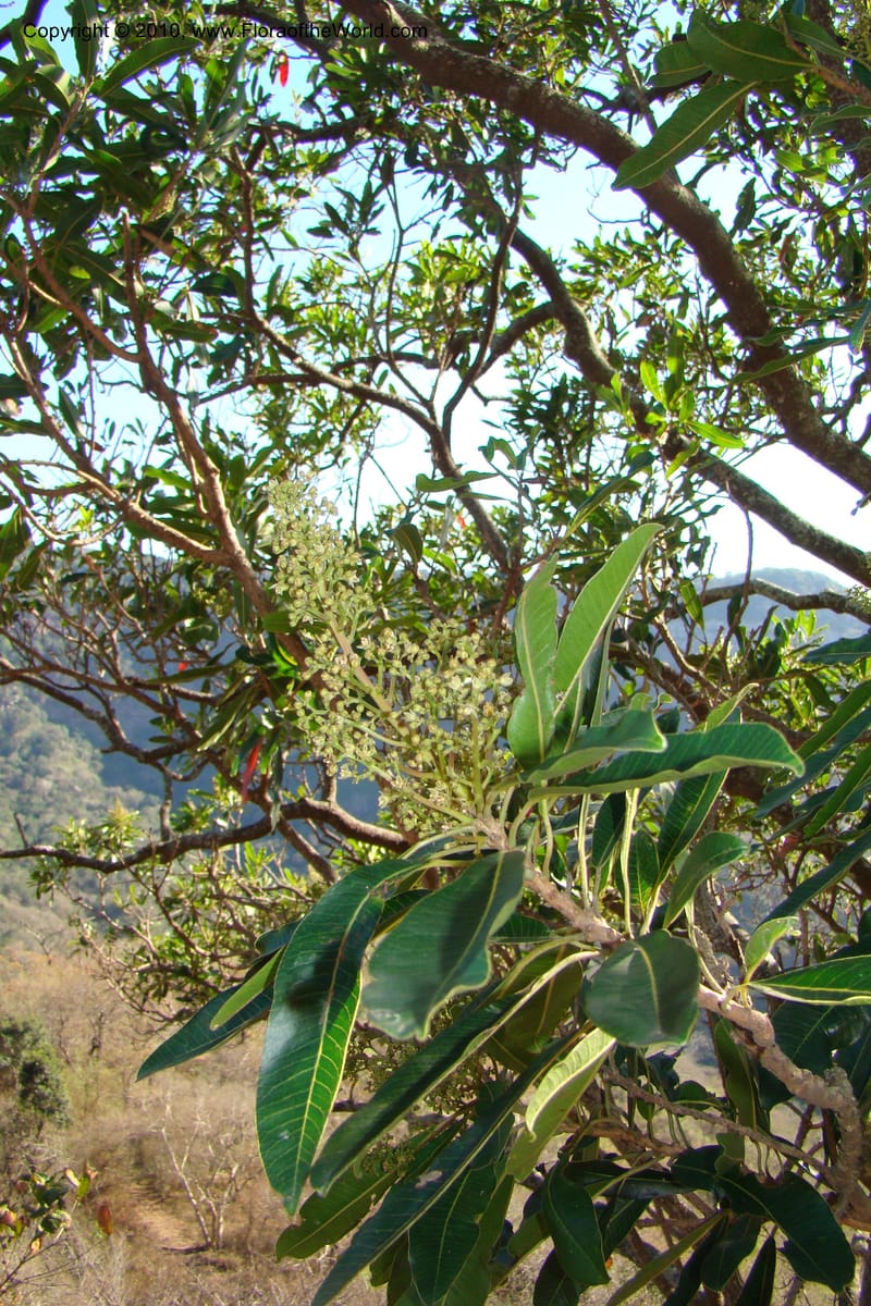 Protorhus longifolia, D. Styles xx--South Africa. KwaZulu-Natal. Kloof Gorge, Durban. 29 Aug 09. 001.jpg