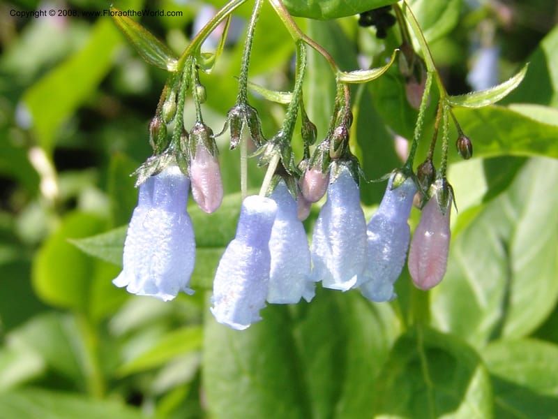 Mertensia paniculata, CDavidson11074--ID. Valley Co. Crestline Trail Rd., N of Payette Lake. 15 Jun 07 089.jpg