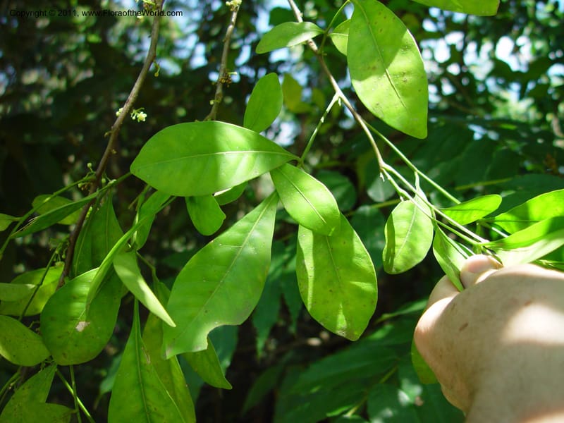 Trichilia havanensis, Perez-Farrera 2835--MX. Chiapas. Mpo. Ocozoc. Rd to V. Suarez. 16 Mch 03. 015(5).jpg