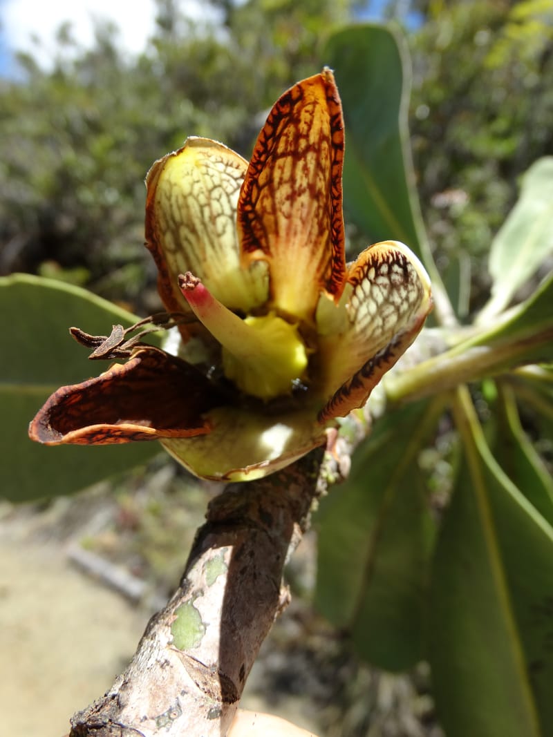 Strasburgeria robusta, Lowry, P 7371--New Caledonia. Mont Dzumac. 12 Nov 2015. DSC01563 (162).JPG