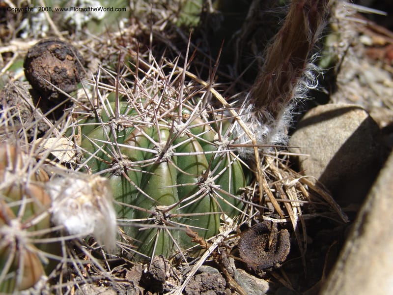 Trichocereus, nr. 1017--Bolivia. La Paz. Jardin Botanico La Paz. 3 Dec 04. 047.jpg