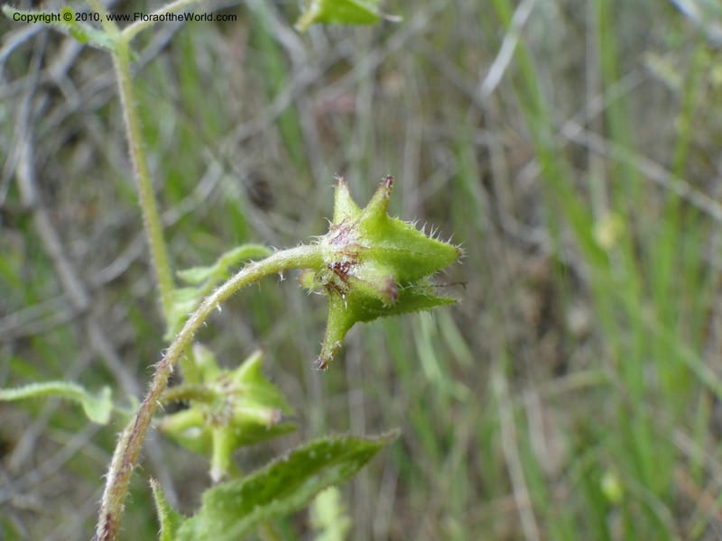 Pholistoma auritum, C. Davidson 11717--California. Santa Barbara Co. 4 April 2010 015 (3).jpg