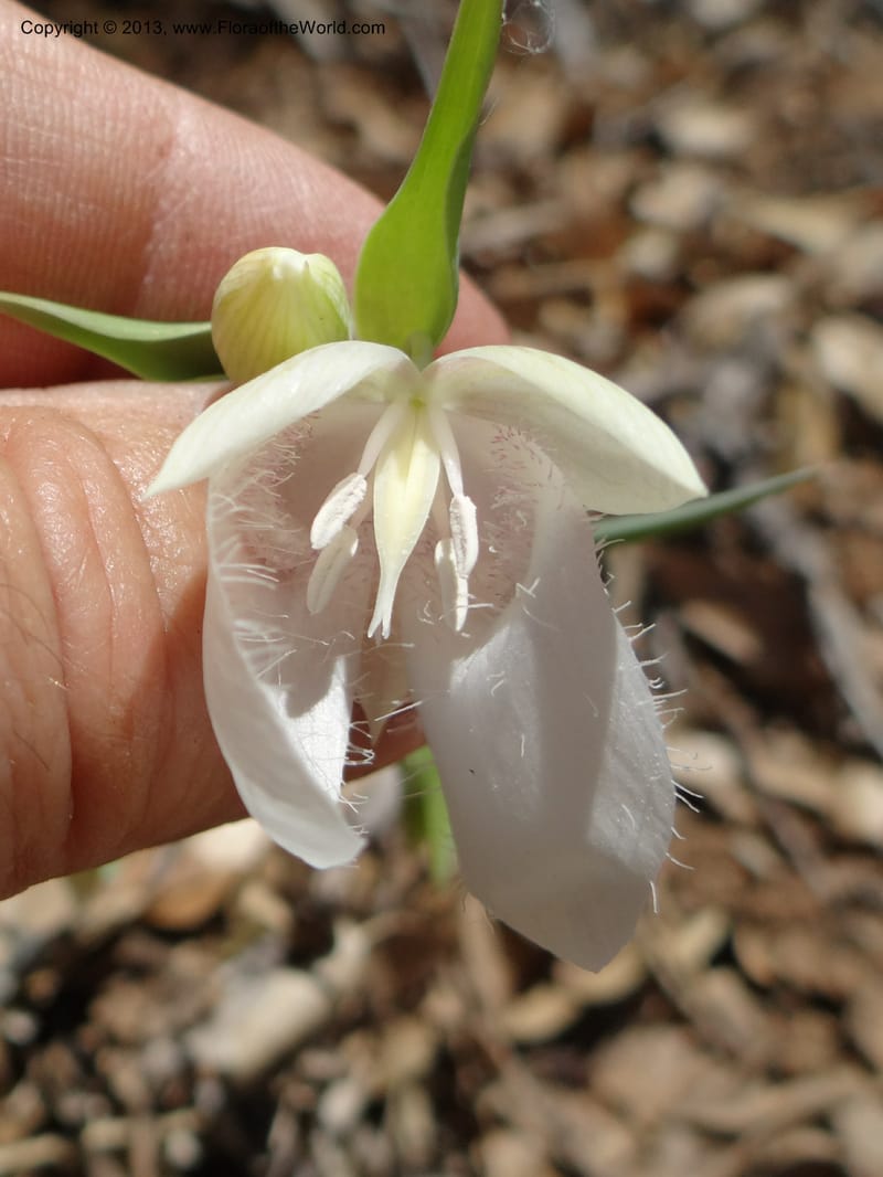 Calochortus albus, Davidson, C 12137--Calif. Nevada Co. 19 Apr 2013.  (13).JPG