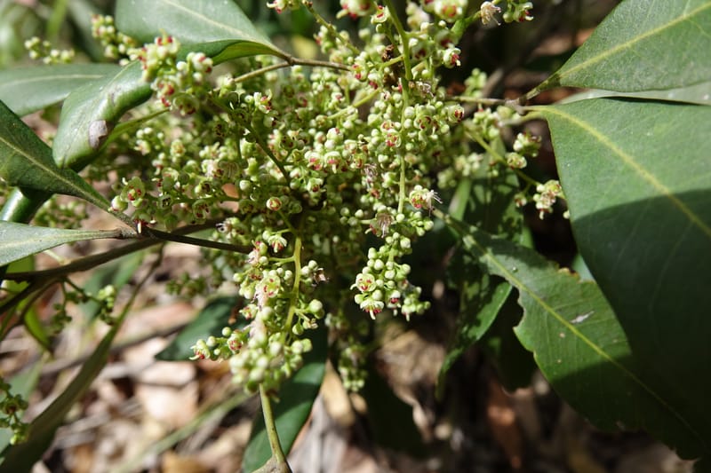 Guioa semiglauca, Davidson, C 13334--Australia. Qld. Austinville Rd. 17 Oct 2016. DSC02705 (17).JPG