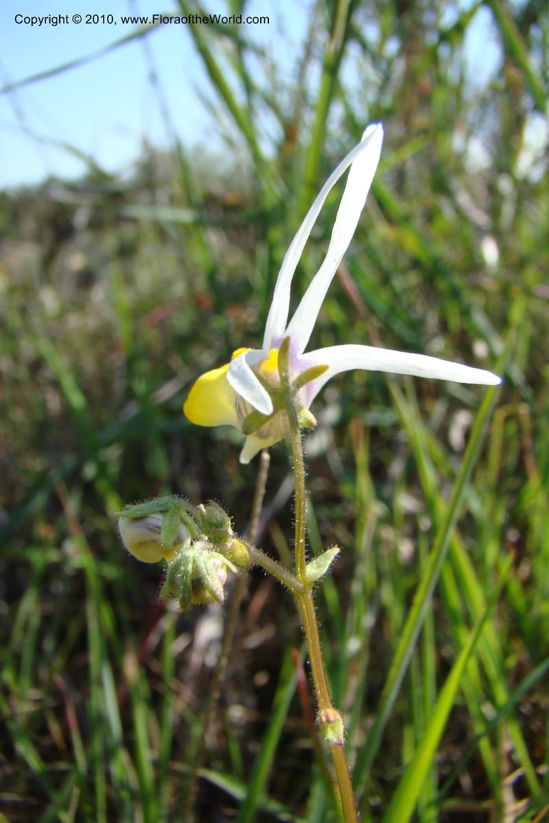 Nemesia cheiranthus, C. Davidson 11523--South Africa. Northern Cape. Papkuilsfontein. 25 Aug 09. 216 (10).jpg