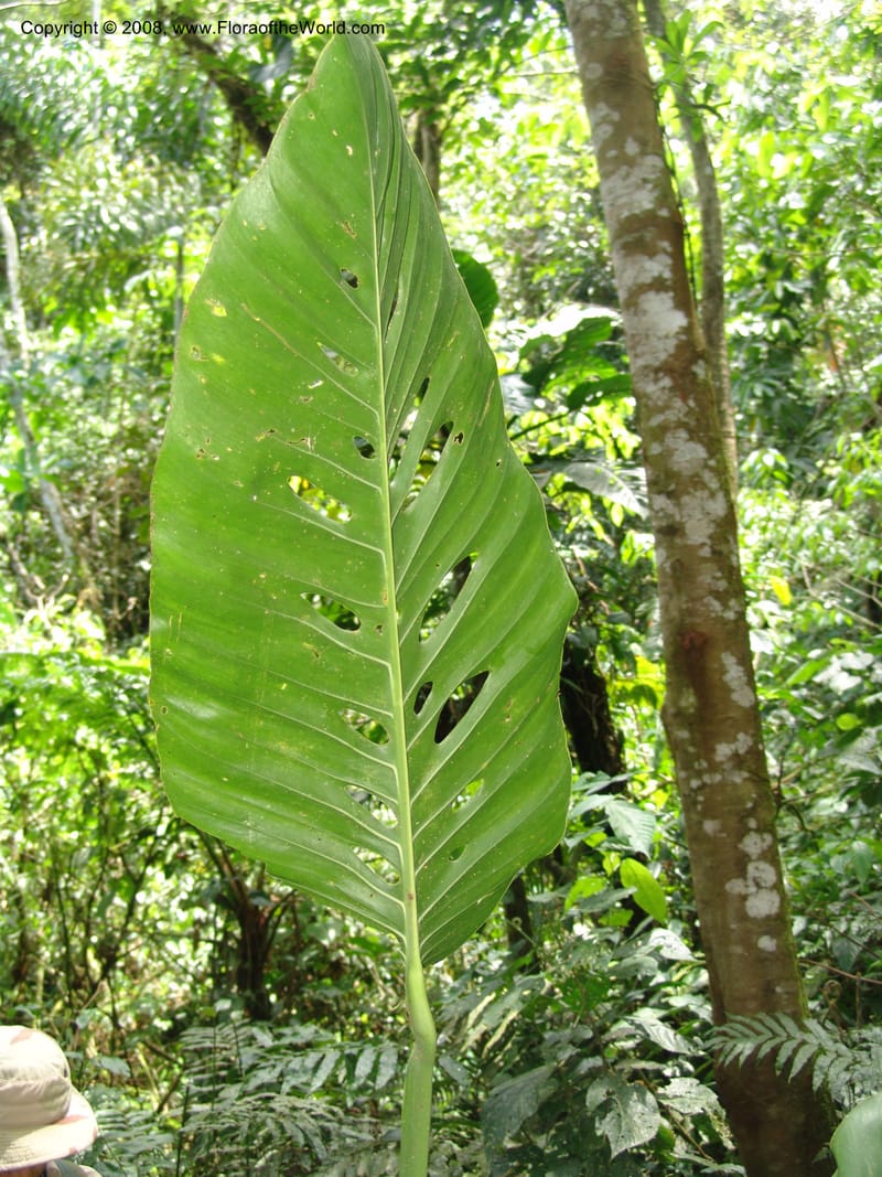 Monstera, RVasquez32988--Peru. Pillcopata. Qbda Pini Pini. 29 Oct 07. 517.jpg
