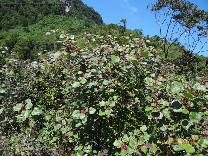 Petenaea cordata, Martinez-Melendez, M 424--Mexico, Chiapas, Palenque-Ocosingo 17 Feb 2012  3185 (1).JPG