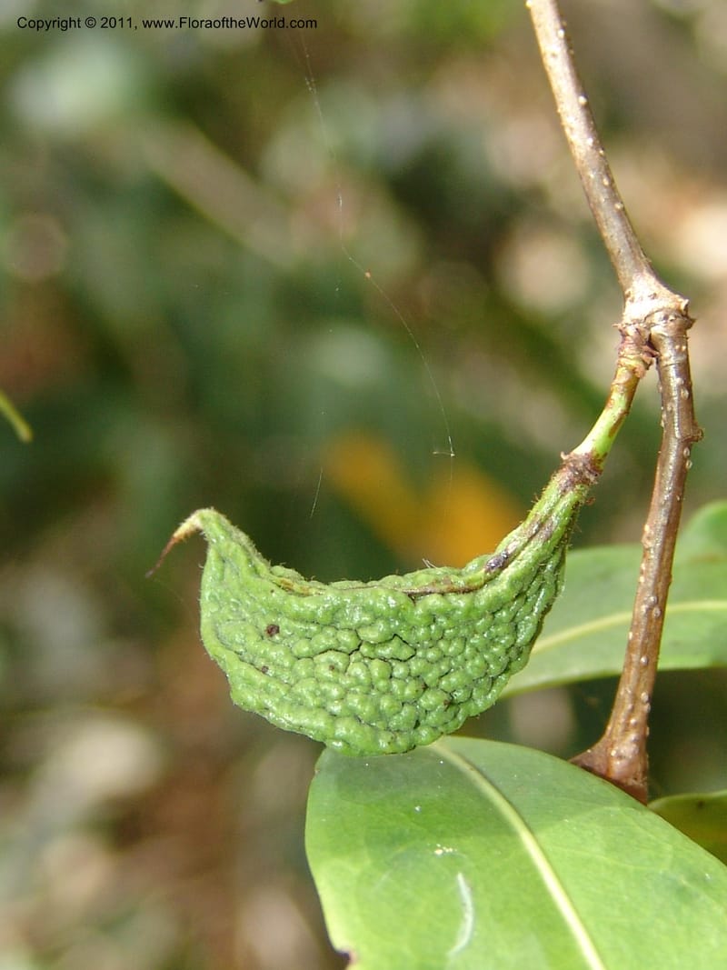 Cynometra, ZRogers1178--Madag. Antsir. Nosy Be. Lokobe Forest. 15 Nov 06. 166.jpg