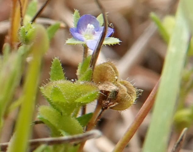 Veronica arvensis, C. Davidson 13751--Oregon. Wallowa Co. Zumwalt.Trail Cr. Rd. 4 Jun 2018. DSC04078 (32).JPG