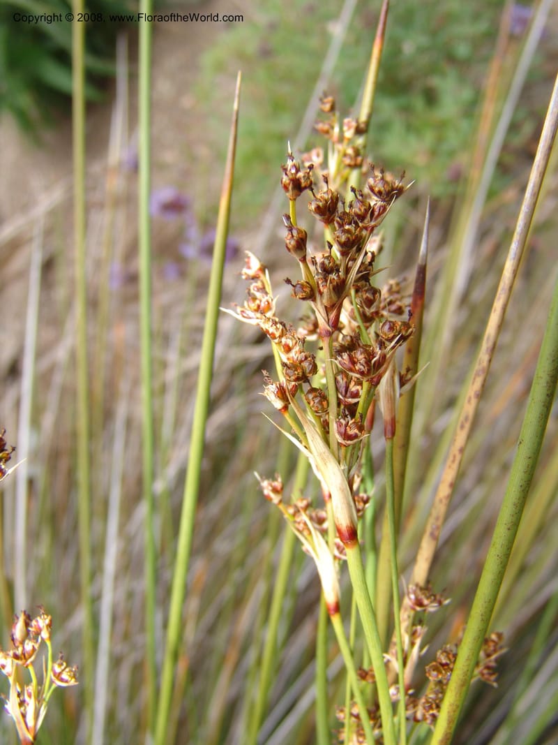 Juncus acutus, 93.0002--CA. UC Berkeley Bot. Garden. 31 May 07. 511.jpg